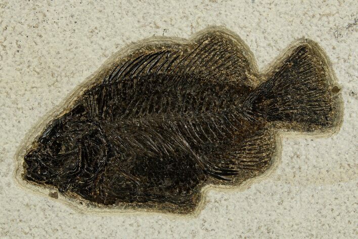 Detailed Fossil Fish (Cockerellites) - Wyoming #327949